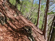 21 Sottobosco ricoperto da foglie 